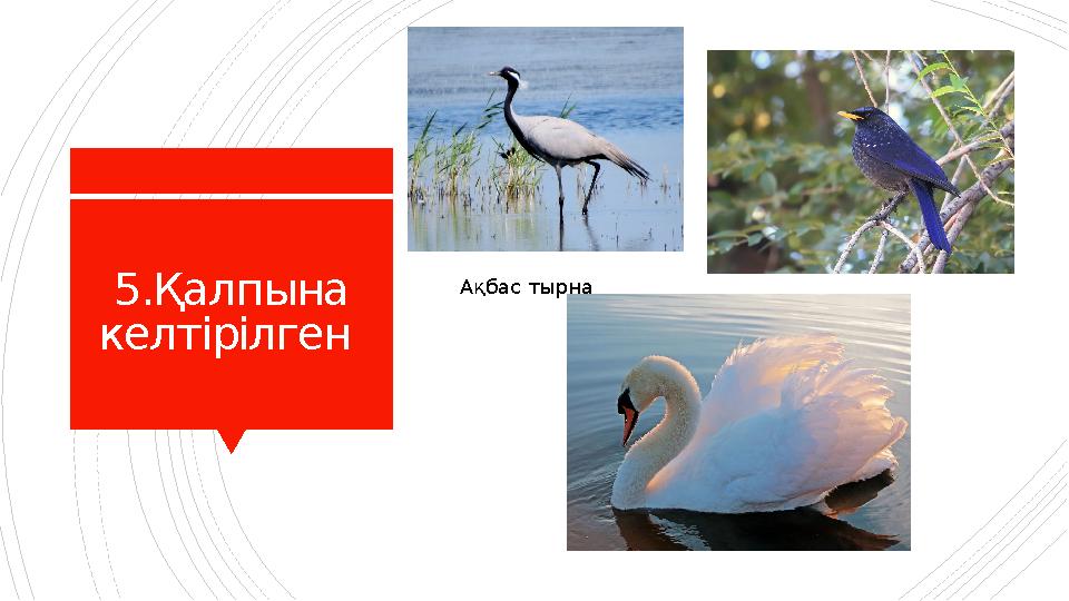 5.Қалпына келтірілген Ақбас тырна