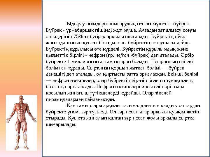 Ыдырау өнімдерін шығарудың негізгі мүшесі - бүйрек. Бүйрек - үрмебұршақ пішінді жұп мүше. Ағзадан зат алмасу соңғы өнімдерінің