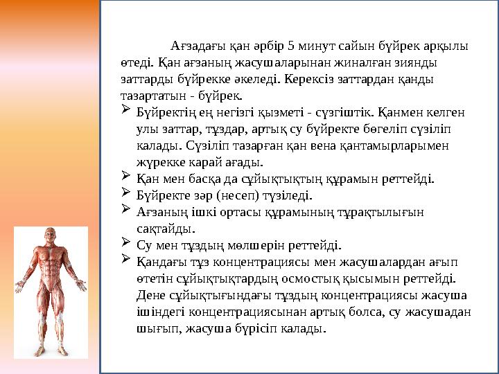 Ағзадағы қан әрбір 5 минут сайын бүйрек арқылы өтеді. Қан ағзаның жасушаларынан жиналған зиянды заттарды бүйрекке әкеледі. Кер