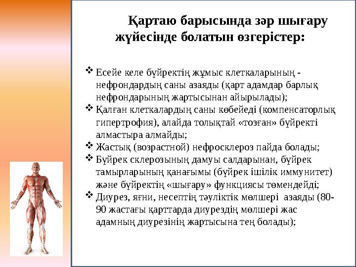 Қартаю барысында зәр шығару жүйесінде болатын өзгерістер: Есейе келе бүйректің жұмыс клеткаларының - нефрондардың саны азаяды