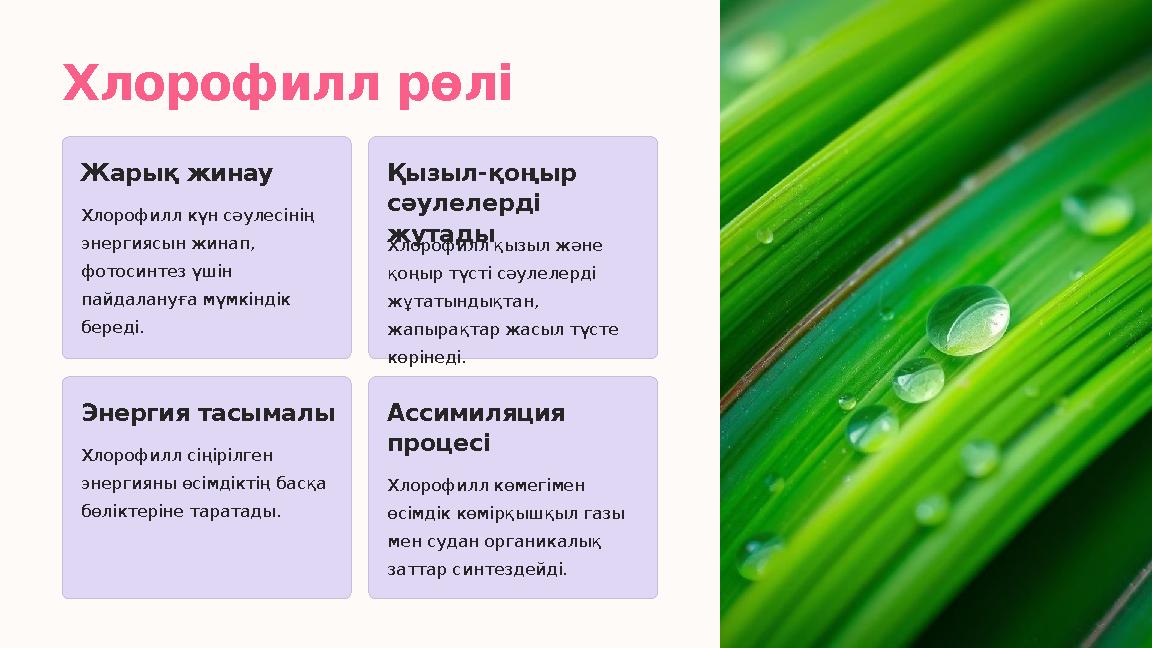 Хлорофилл рөлі Жарық жинау Хлорофилл күн сәулесінің энергиясын жинап, фотосинтез үшін пайдалануға мүмкіндік береді. Қызыл-қо