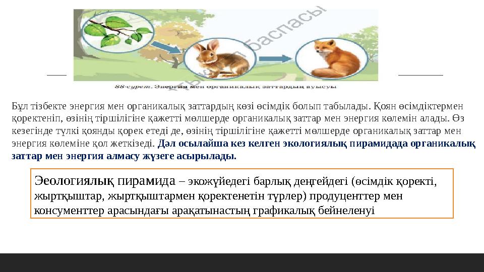 Бұл тізбекте энергия мен органикалық заттардың көзі өсімдік болып табылады. Қоян өсімдіктермен қоректеніп, өзінің тіршілігіне