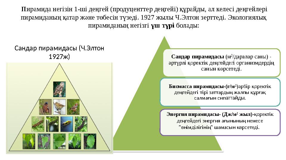 Пирамида негізін 1-ші деңгей (продуценттер деңгейі) құрайды, ал келесі деңгейлері пирамиданың қатар және төбесін түзеді. 1927