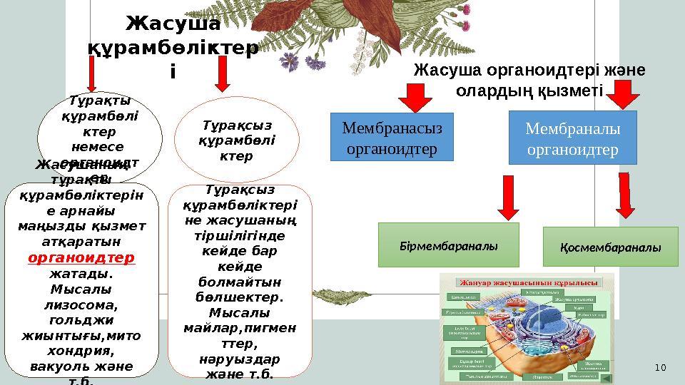 Presentation title 10 Жасуша органоидтері және олардың қызметі Мембранасыз органоидтер Мембраналы органоидтер Бірмембараналы