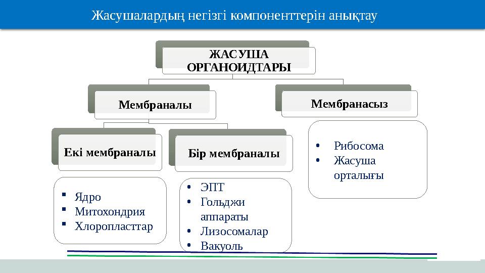 ЖАСУША ОРГАНОИДТАРЫ Мембраналы Екі мембраналы Бір мембраналы Мембранасыз Ядро Митохондрия Хлоропласттар •ЭПТ •Гольджи