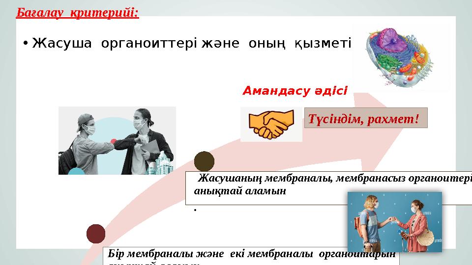Бір мембраналы және екі мембраналы органоитарын анықтай аламын. Жасушаның мембраналы, мембранасыз органоитерін анықтай ала