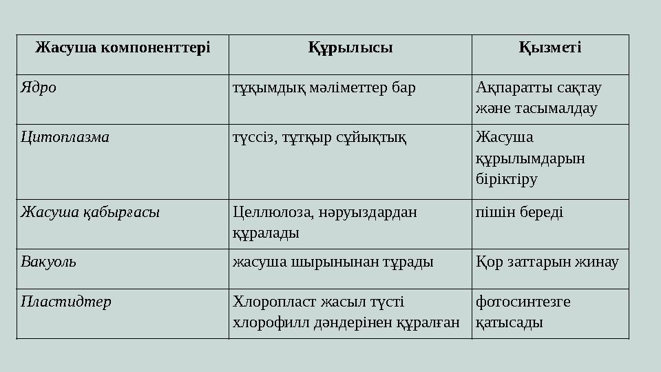 Жасуша компоненттері Құрылысы Қызметі Ядро тұқымдық мәліметтер бар Ақпаратты сақтау және тасымалдау Цитоплазма түссіз, тұтқыр с