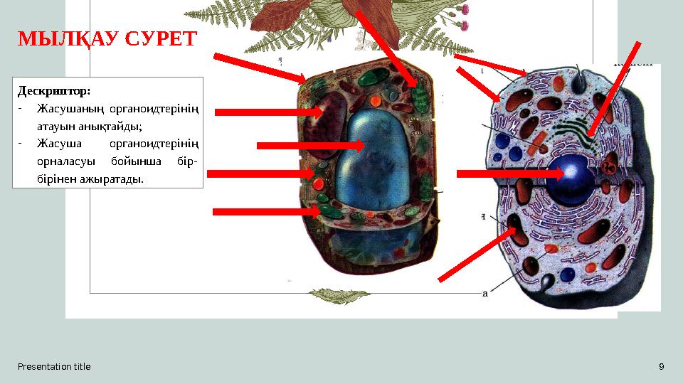 Presentation title 9 Дескриптор: -Жасушаның органоидтерінің атауын анықтайды; -Жасуша органоидтерінің орналасуы бойынша бір-