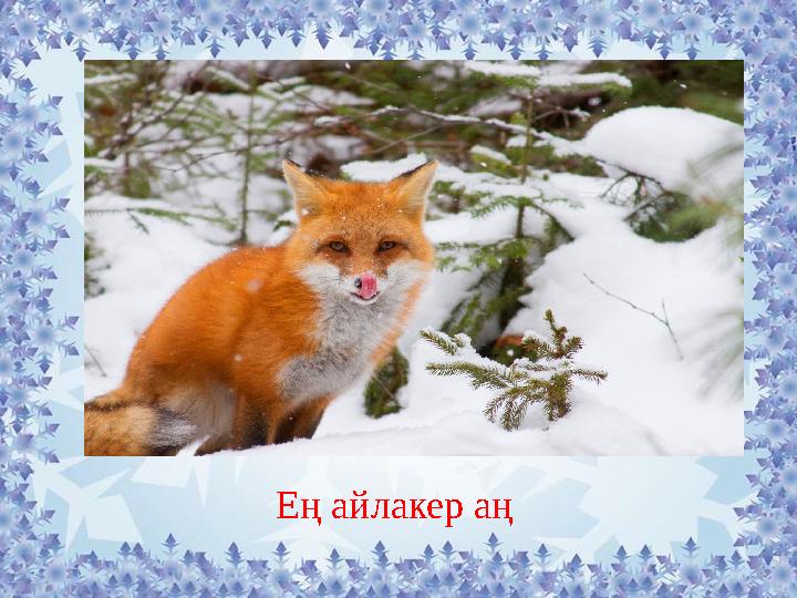 Ең айлакер аң