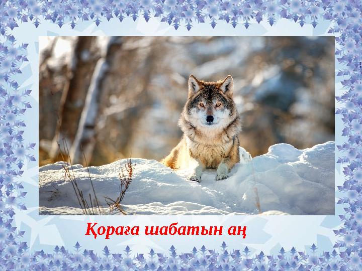 Қораға шабатын аң