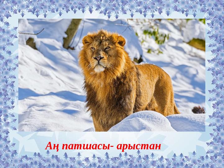 Аң патшасы- арыстан