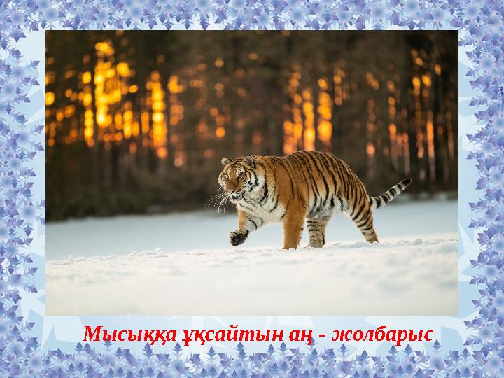 Мысыққа ұқсайтын аң - жолбарыс