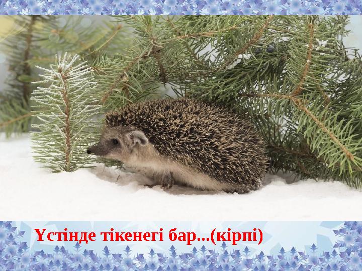 Үстінде тікенегі бар...(кірпі)