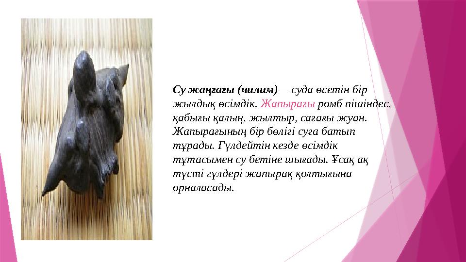 Су жаңғағы (чилим)— суда өсетін бір жылдық өсімдік. Жапырағы ромб пішіндес, қабығы қалың, жылтыр, сағағы жуа