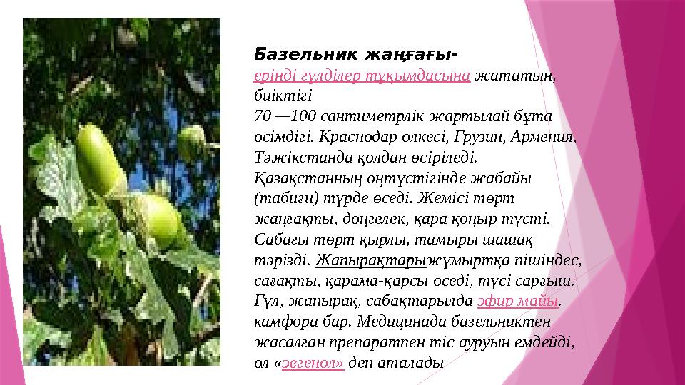 Базельник жаңғағы- ерінді гүлділер тұқымдасына жататын, биіктігі 70 —100 сантиметрлік жартылай бұта өсімдіг
