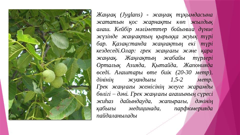 Ferro Networks порно Виола смотреть онлайн