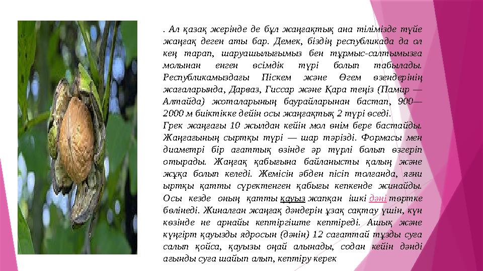 . Ал қазақ жерінде де бұл жаңғақтық ана тілімізде түйе жаңғақ деген аты бар. Демек, біздің республикада да ол