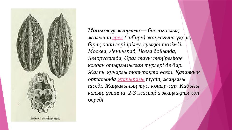 Маньчжур жаңғағы — биологиялық жағынан грек (сибирь) жаңғағына ұқсас, бірақ онан гөрі ірілеу, суыққа төзімді