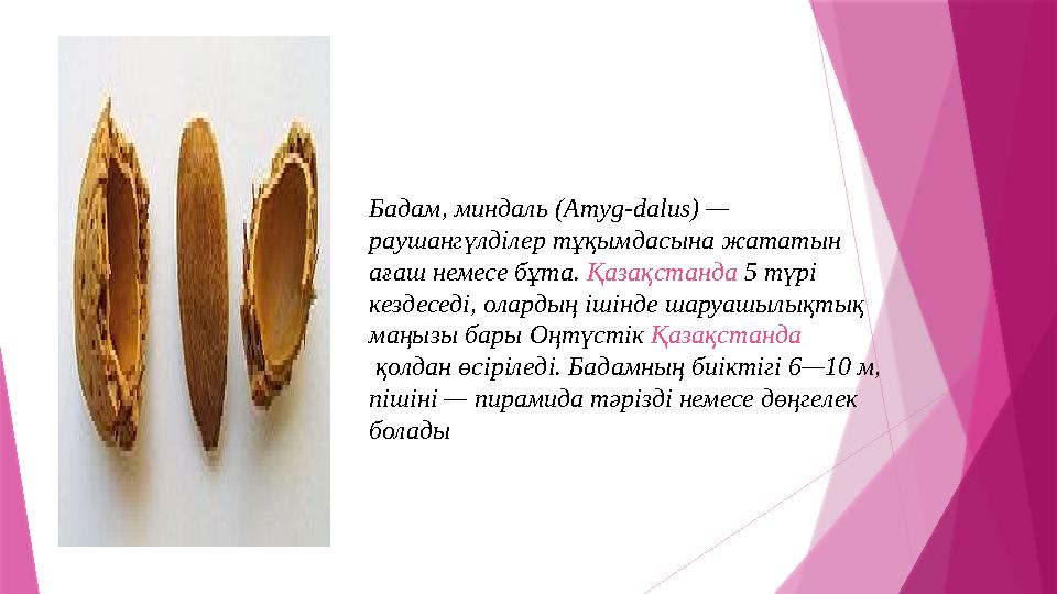 Бадам, миндаль (Amyg-dalus) — раушангүлділер тұқымдасына жататын ағаш немесе бұта. Қазақстанда 5 түрі кезде