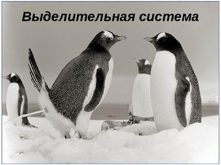 Выделительная система