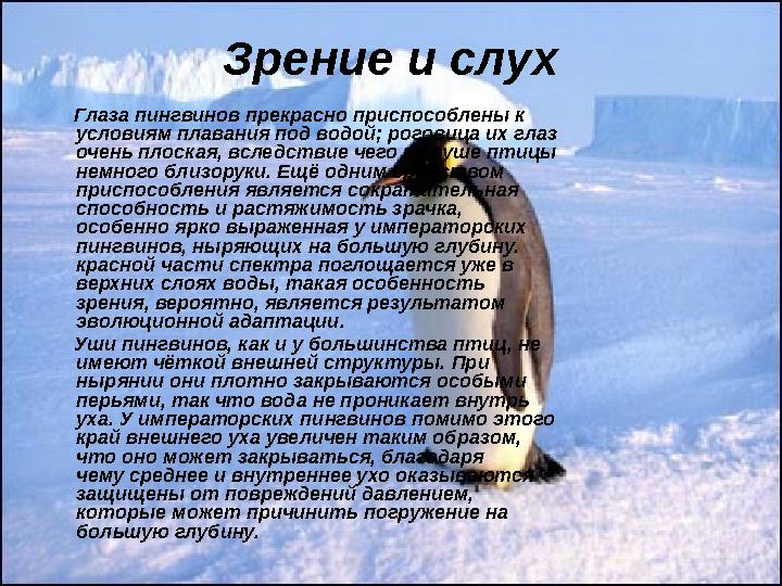 Зрение и слух Глаза пингвинов прекрасно приспособлены к условиям плавания под водой; роговица их глаз очень плоская, всле