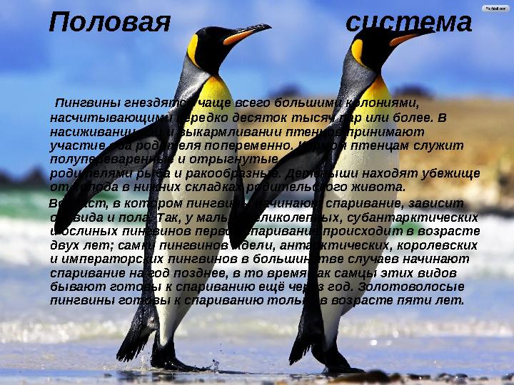 Половая система Пингвины гнездятся чаще всего большими колониями, насчитывающими нередко десяток тыся