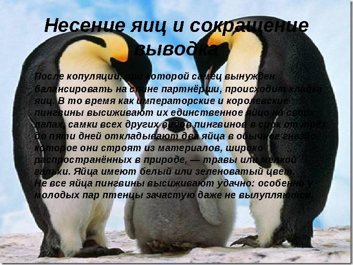 Несение яиц и сокращение выводка После копуляции, при которой самец вынужден балансировать на спине партнёрши, происходит к