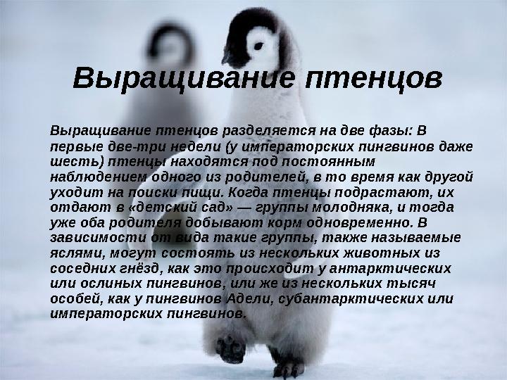 Выращивание птенцов Выращивание птенцов разделяется на две фазы: В первые две-три недели (у императорских пингвинов даже