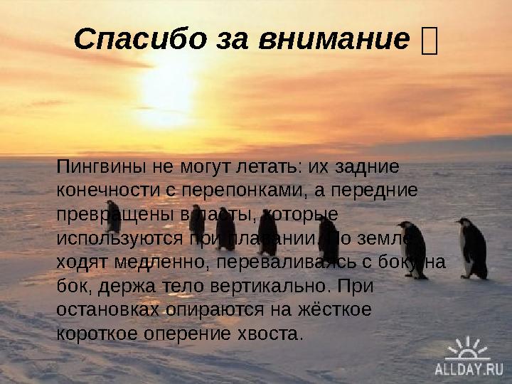 Спасибо за внимание  Пингвины не могут летать: их задние конечности с перепонками, а передние превращены в ласты, которые ис