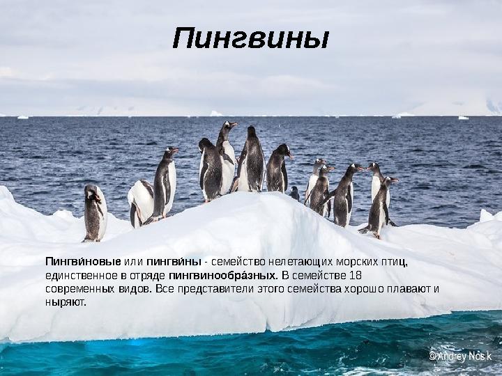 Пингвины Пингв и́новые или пингв и́ны - семейство нелетающих морских птиц, единственное в отряде пингвинообр а́зных . В