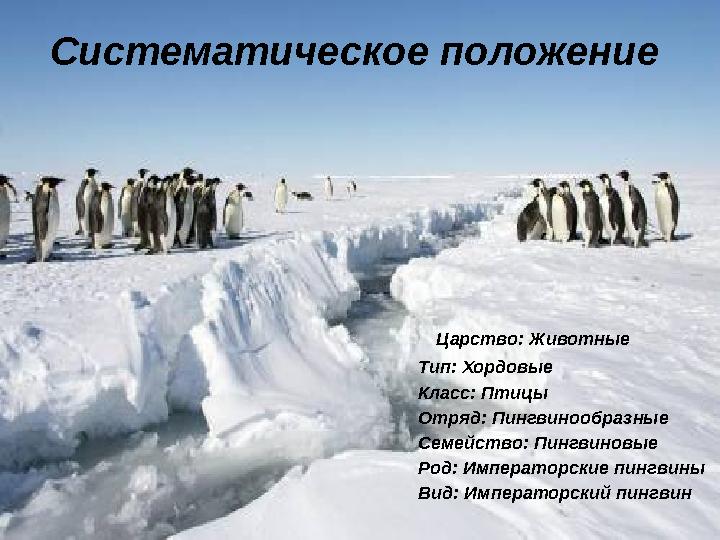 Систематическое положение Царство: Животные Тип: Хордовые Класс: Птицы Отряд: Пингвинообразные Семейство: Пингвиновые Род: Им