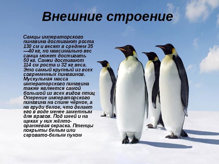 Внешние строение Самцы императорского пингвина достигают роста 130 см и весят в среднем 35 —40 кг, но максимально вес