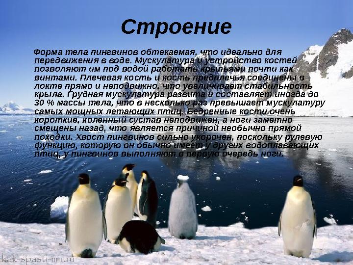 Строение Форма тела пингвинов обтекаемая, что идеально для передвижения в воде. Мускулатура и устройство костей позволяют