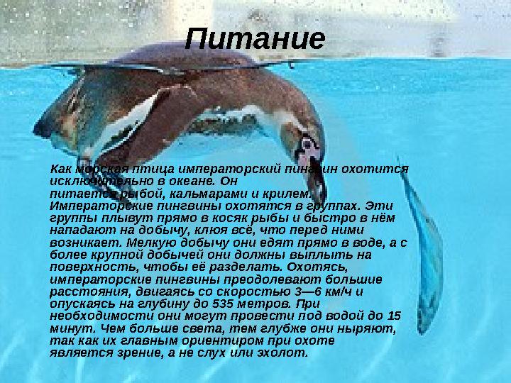 Питание Как морская птица императорский пингвин охотится исключительно в океане. Он питается рыбой, кальмарами и крилем.