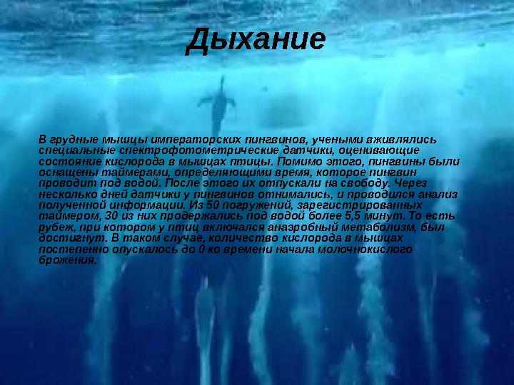 Дыхание В грудные мышцы императорских пингвинов, учеными вживлялись специальные спектрофотометрические датчики, оценивающ
