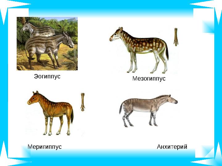 Эогиппус Мезогиппус Меригиппус Анхитерий Эогиппус Мезогиппус Меригиппус Анхитерий