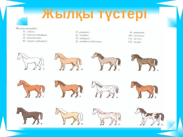 Жылқы түстері Жылқы түстері