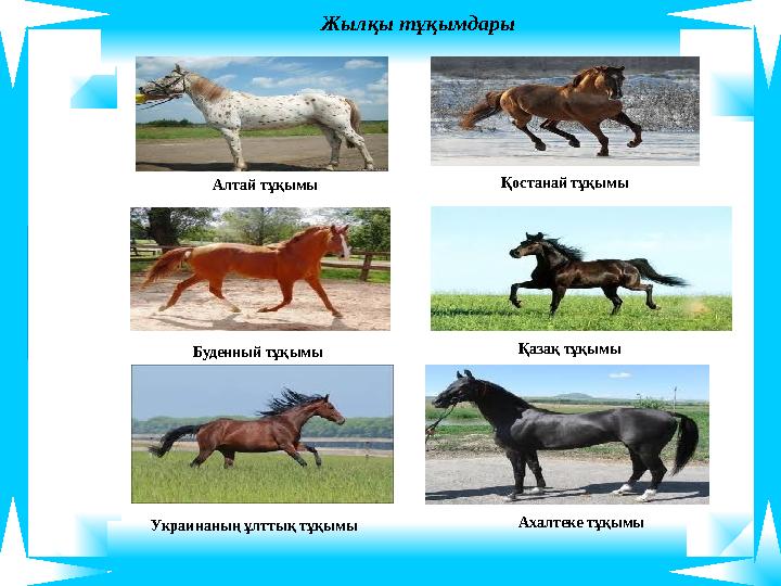 Жылқы тұқымдары Алтай тұқымы Қостанай тұқымы Буденный тұқымы Қазақ тұқымы Украинаның ұлттық тұқымы Ахалтеке тұқымы Жылқы тұқымдары Алтай тұқымы Қостанай тұқымы Буденный тұқымы Қазақ тұқымы Украинаның ұлттық тұқымы Ахалтеке тұқымы