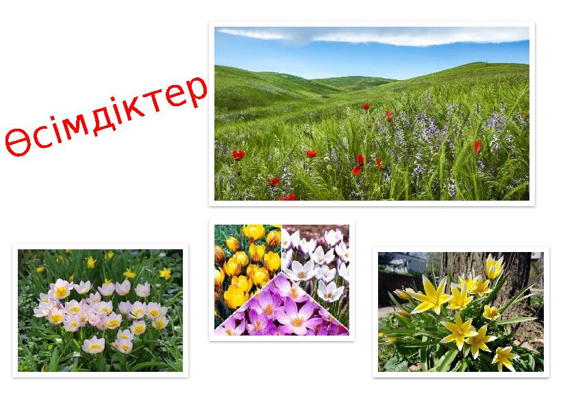 Өсімдіктер