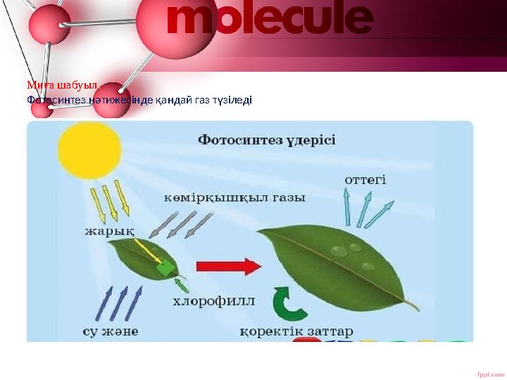 Миға шабуыл: Фотосинтез нәтижесінде қандай газ түзіледі
