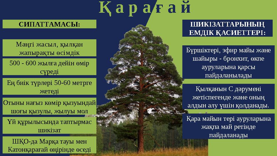 Қ а р а ғ а й Мәңгі жасыл, қылқан жапырақты өсімдік 500 - 600 жылға дейін өмір сүреді Ең биік түрлері 50-60 метрге жетеді Оты