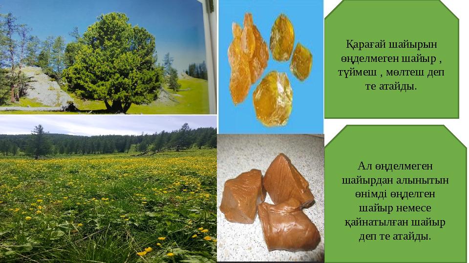 Қарағай шайырын өңделмеген шайыр , түймеш , мөлтеш деп те атайды. Ал өңделмеген шайырдан алынытын өнімді өңделген шайы