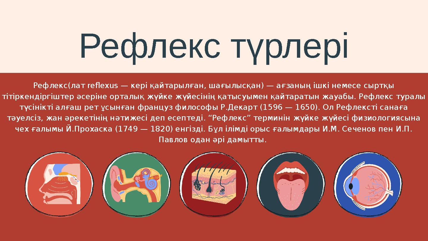 Рефлекс түрлері Рефлекс(лат reflexus — кері қайтарылған, шағылысқан) — ағзаның ішкі немесе сыртқы тітіркендіргіштер әсеріне орт