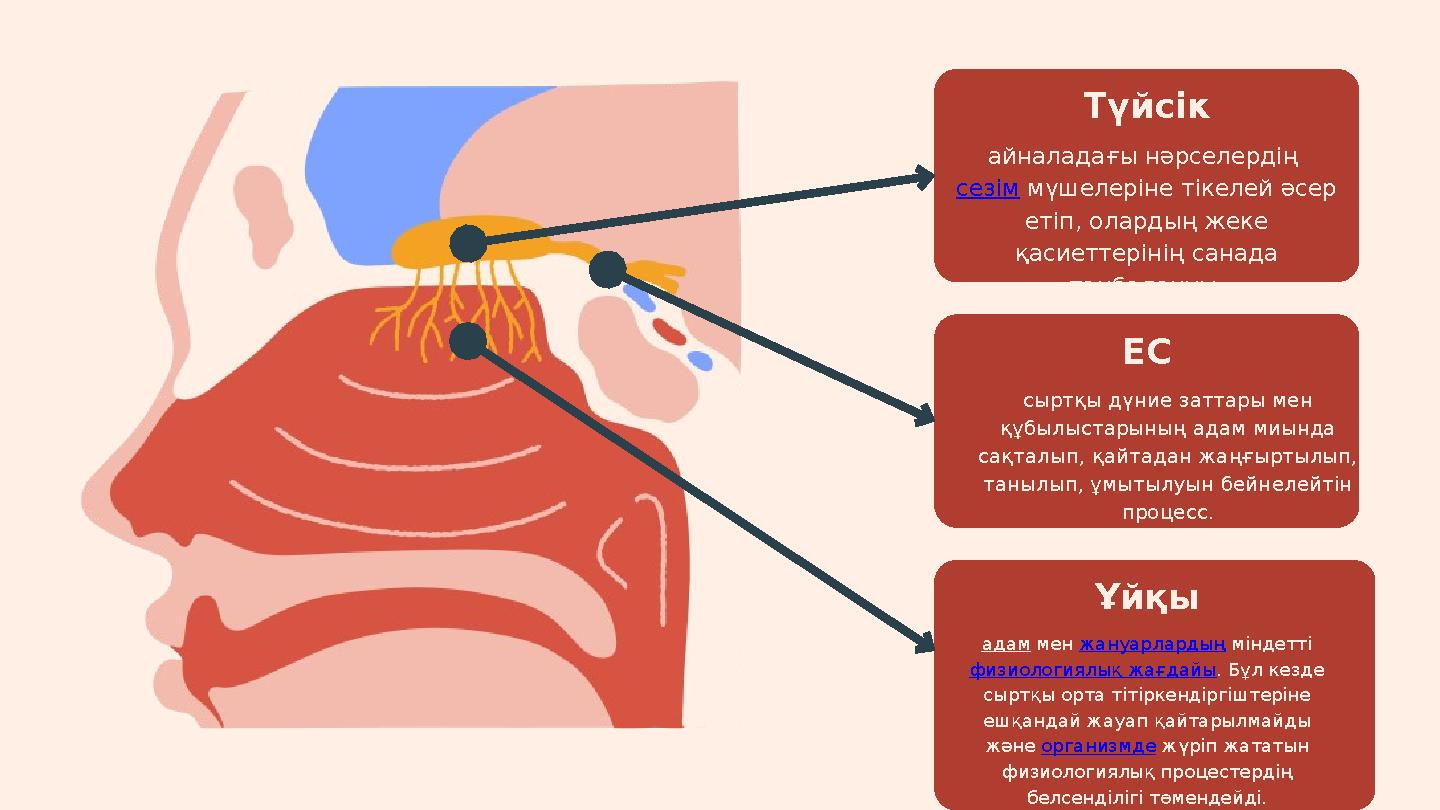 Шорттағы порно балапан