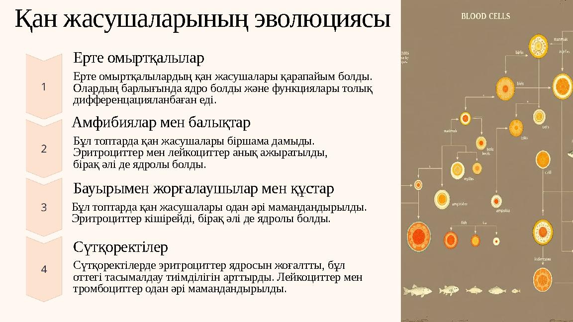 Қан жасушаларының эволюциясы Ерте омыртқалылар Ерте омыртқалылардың қан жасушалары қарапайым болды. Олардың барлығында ядро бол
