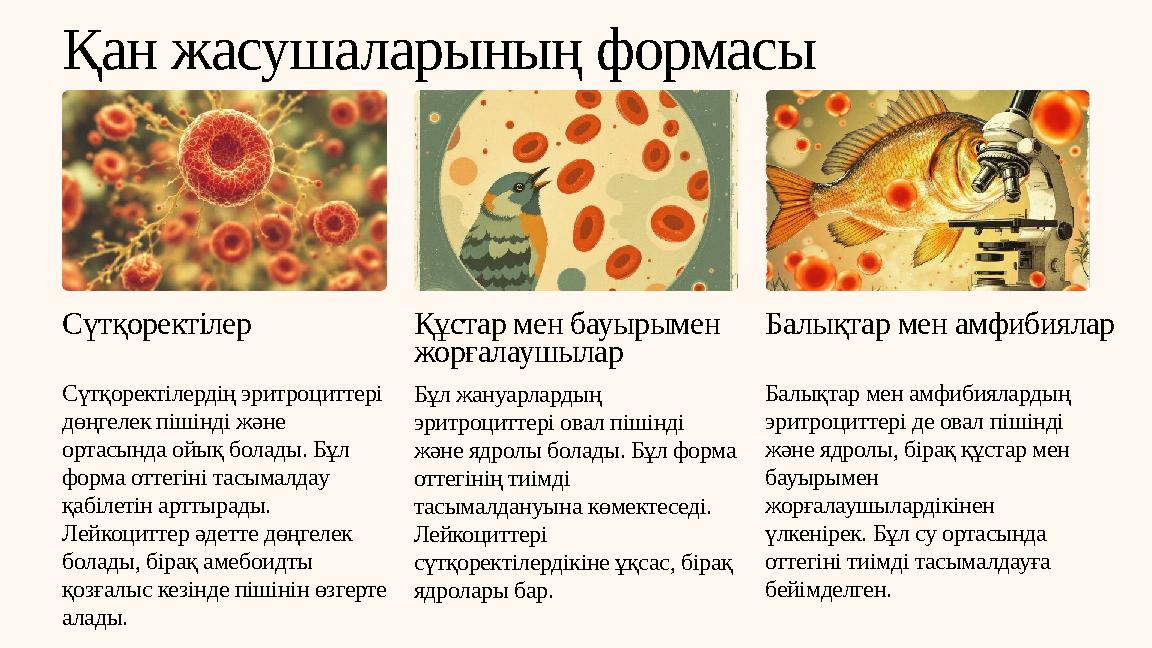 Қан жасушаларының формасы Сүтқоректілер Сүтқоректілердің эритроциттері дөңгелек пішінді және ортасында ойық болады. Бұл форма