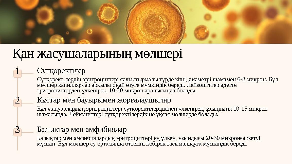 Қан жасушаларының мөлшері 1 Сүтқоректілер Сүтқоректілердің эритроциттері салыстырмалы түрде кіші, диаметрі шамамен 6-8 микрон. Б