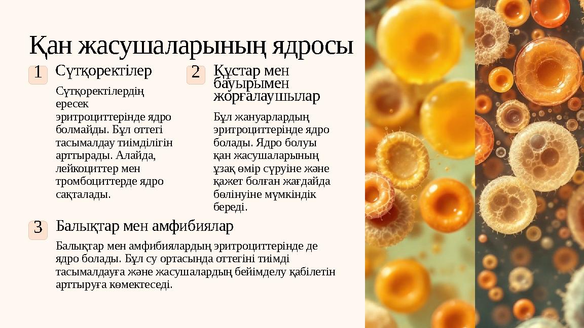 Қан жасушаларының ядросы 1Сүтқоректілер Сүтқоректілердің ересек эритроциттерінде ядро болмайды. Бұл оттегі тасымалдау тиімді