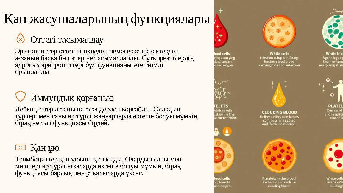Қан жасушаларының функциялары Оттегі тасымалдау Эритроциттер оттегіні өкпеден немесе желбезектерден ағзаның басқа бөліктеріне т