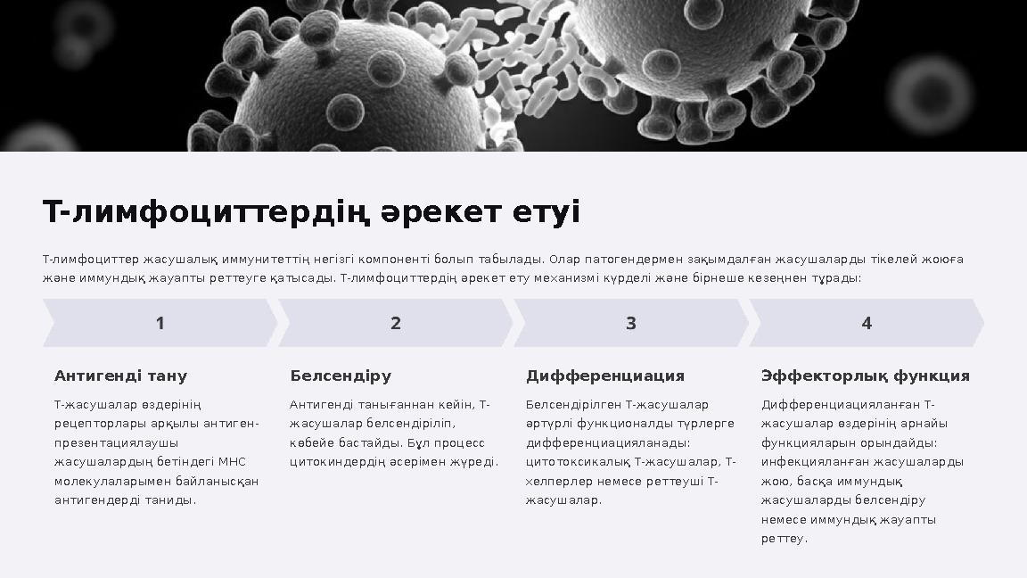 T-лимфоциттердің әрекет етуі T-лимфоциттер жасушалық иммунитеттің негізгі компоненті болып табылады. Олар патогендермен зақымдал
